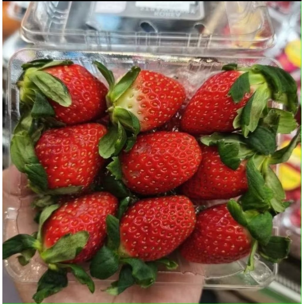 strawberry korea eloasis strawberry korea premium import manis 250 gram