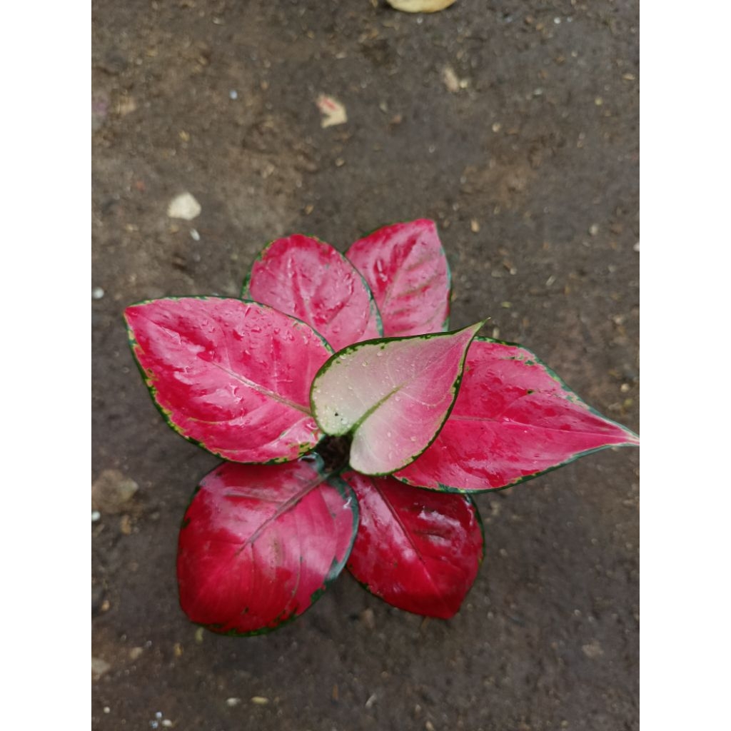 aglonema red anjamani remaja