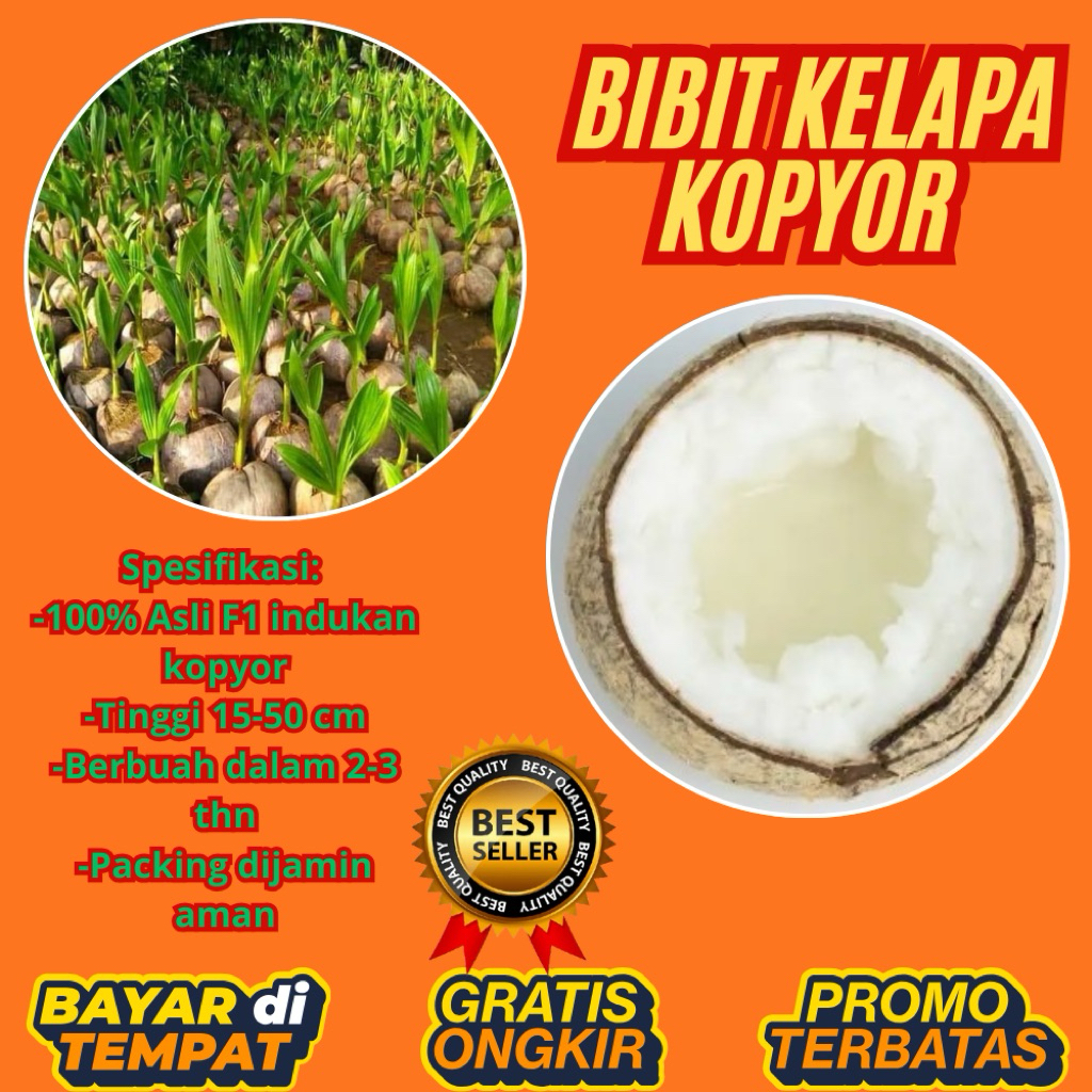 TERPERCAYA  Bibit Kelapa Kopyor Trubus