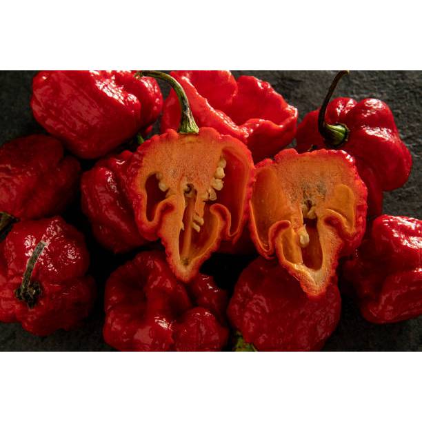 MURAH - BIBIT CAROLINA REAPER