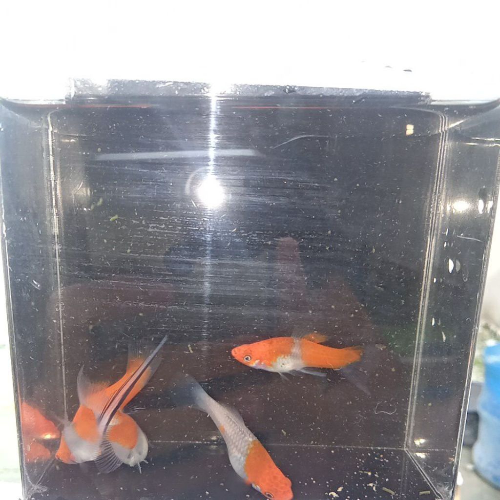 stiker platy kohaku pedang