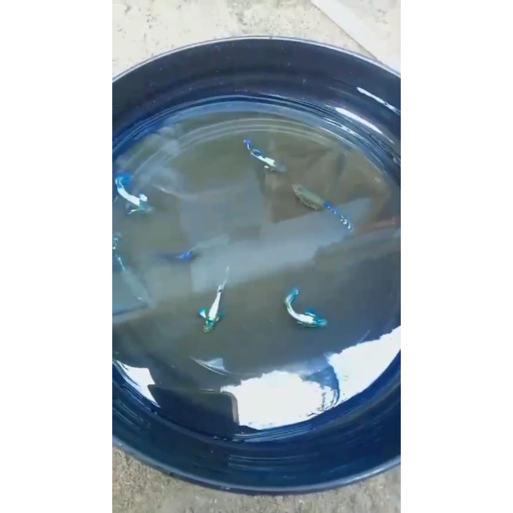 gupy blue ivory sepasang induk