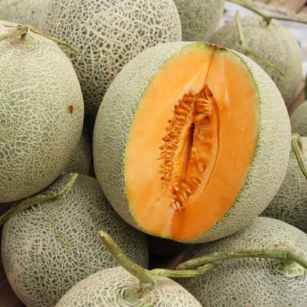 MURAH - BIBIT MELON JUMBO