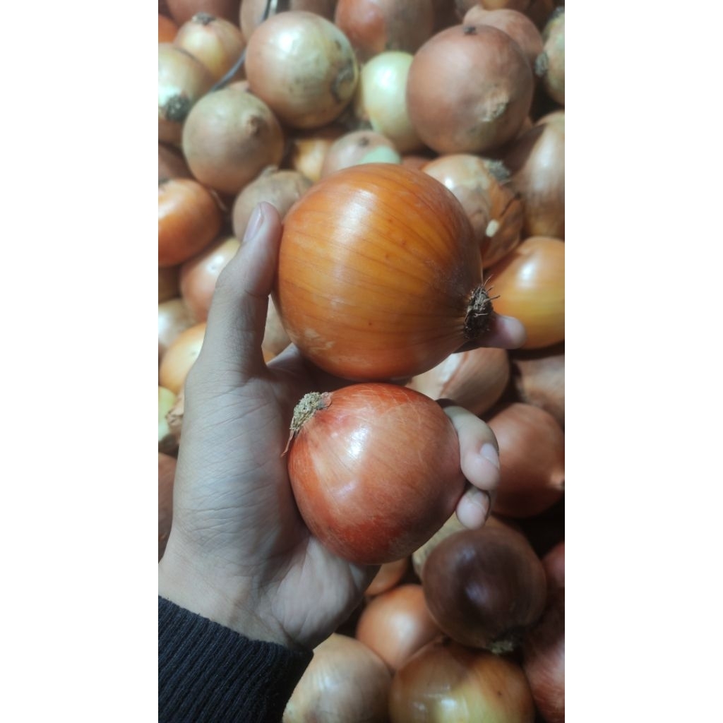 Bawang Bombai 1 kg