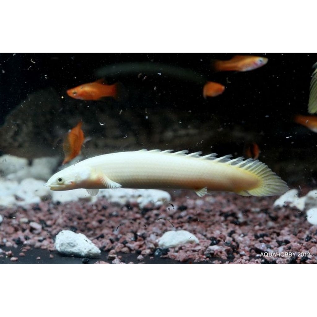 HIASAN-polypterus senegalus var platinum/palmas platinum/naga air