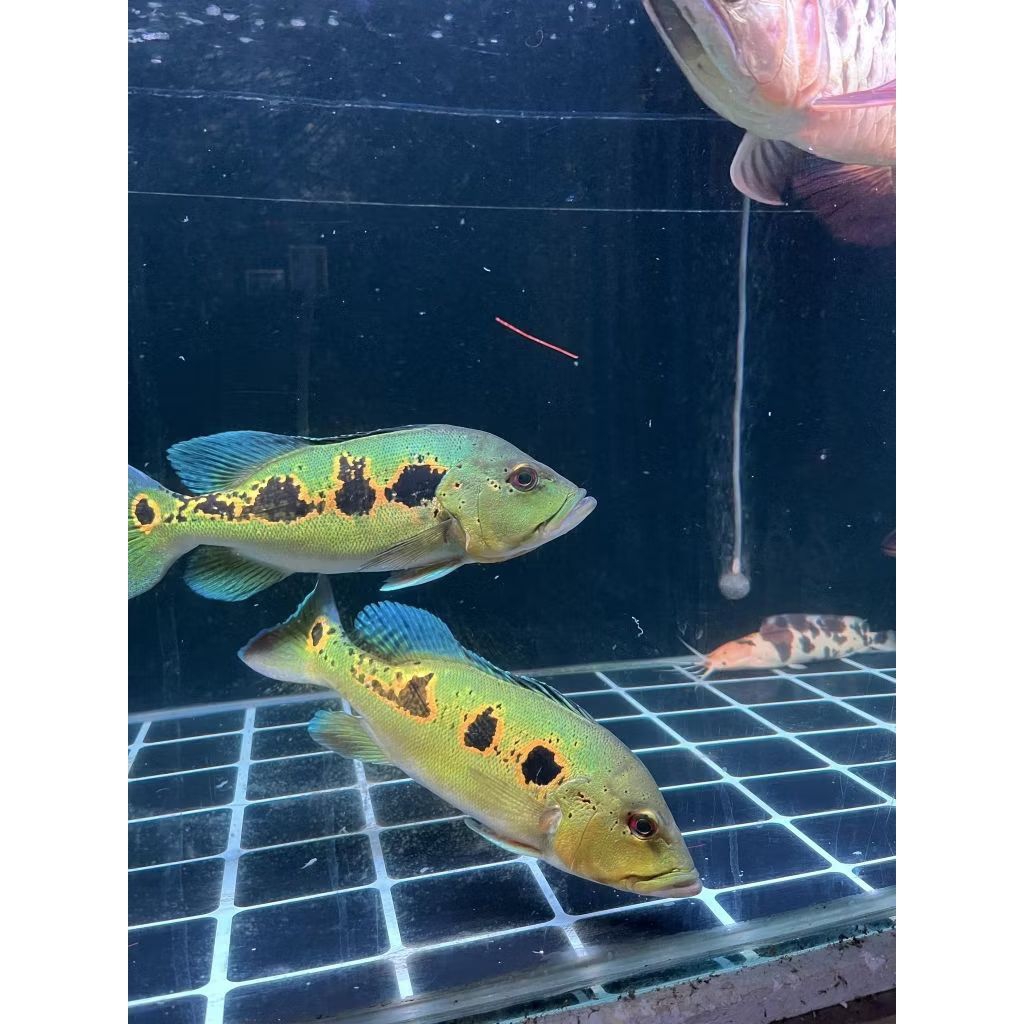 Orinoco 10-12cm pelet