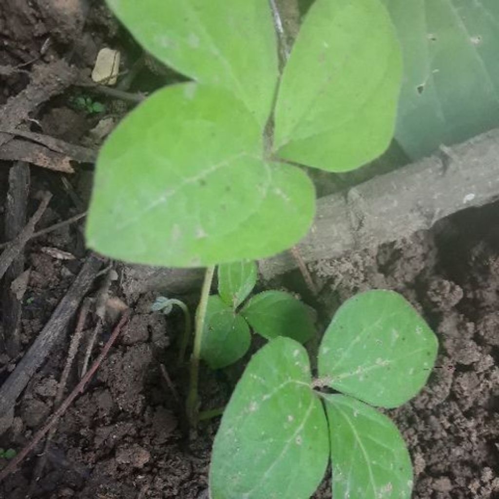 bibit unbi gadung wulung