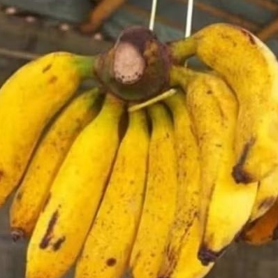 Pisang raja 1 sisir