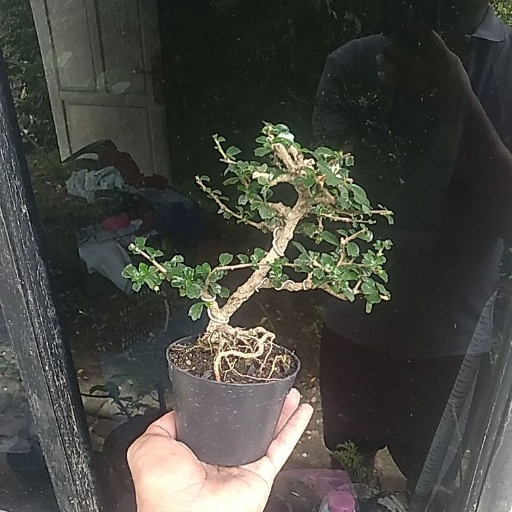 Bonsai mini hokianti micro