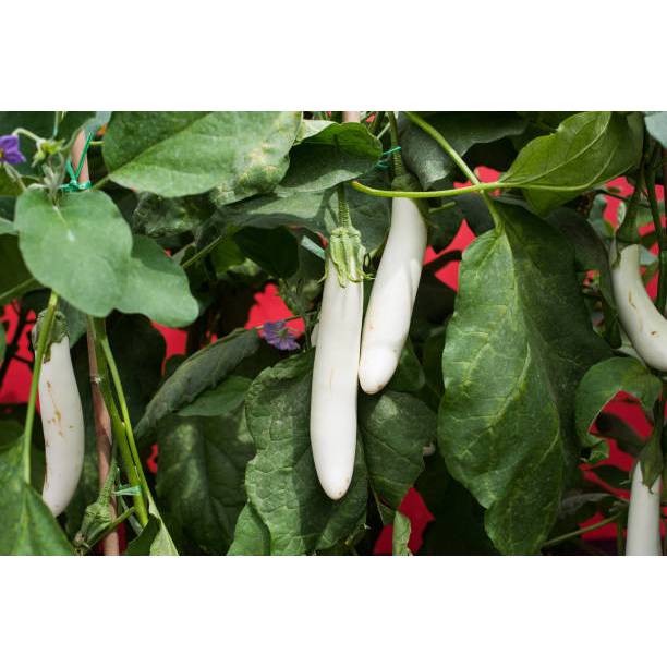 BIBIT TERONG PUTIH PANJANG TERBARU