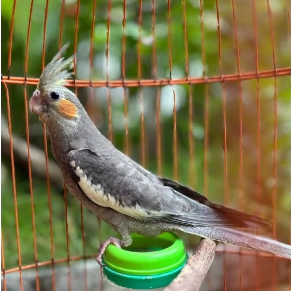 Burung Falk Parkit Australia Anakan