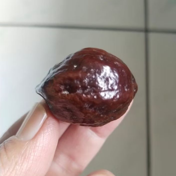 Kemiri Adu Muncang Adu Jalim Bargola Ori Size Besar