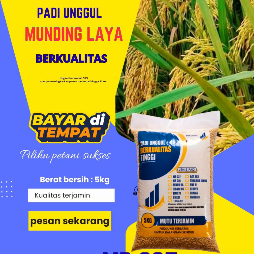 BENIH PADI MUNDING LAYA KEMASAN 5KG