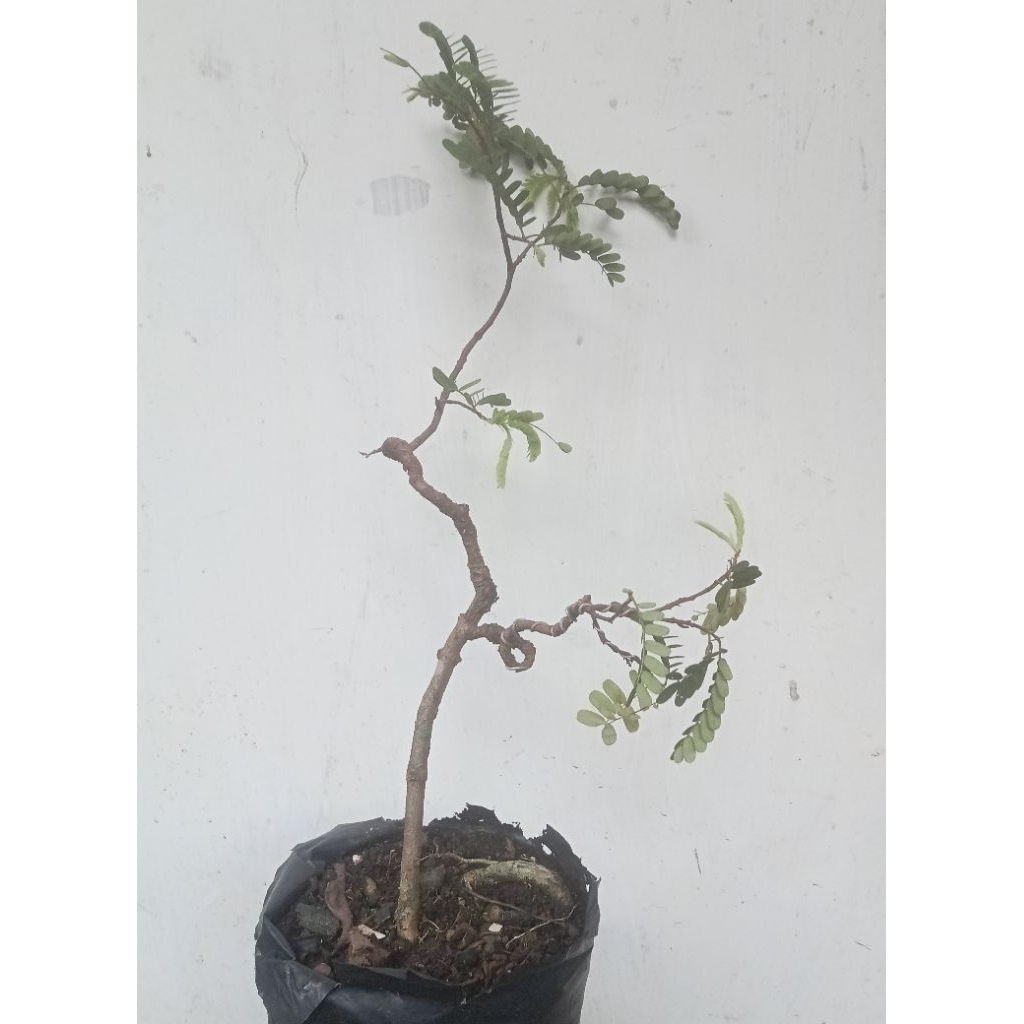 bahan bonsai Asem Jawa