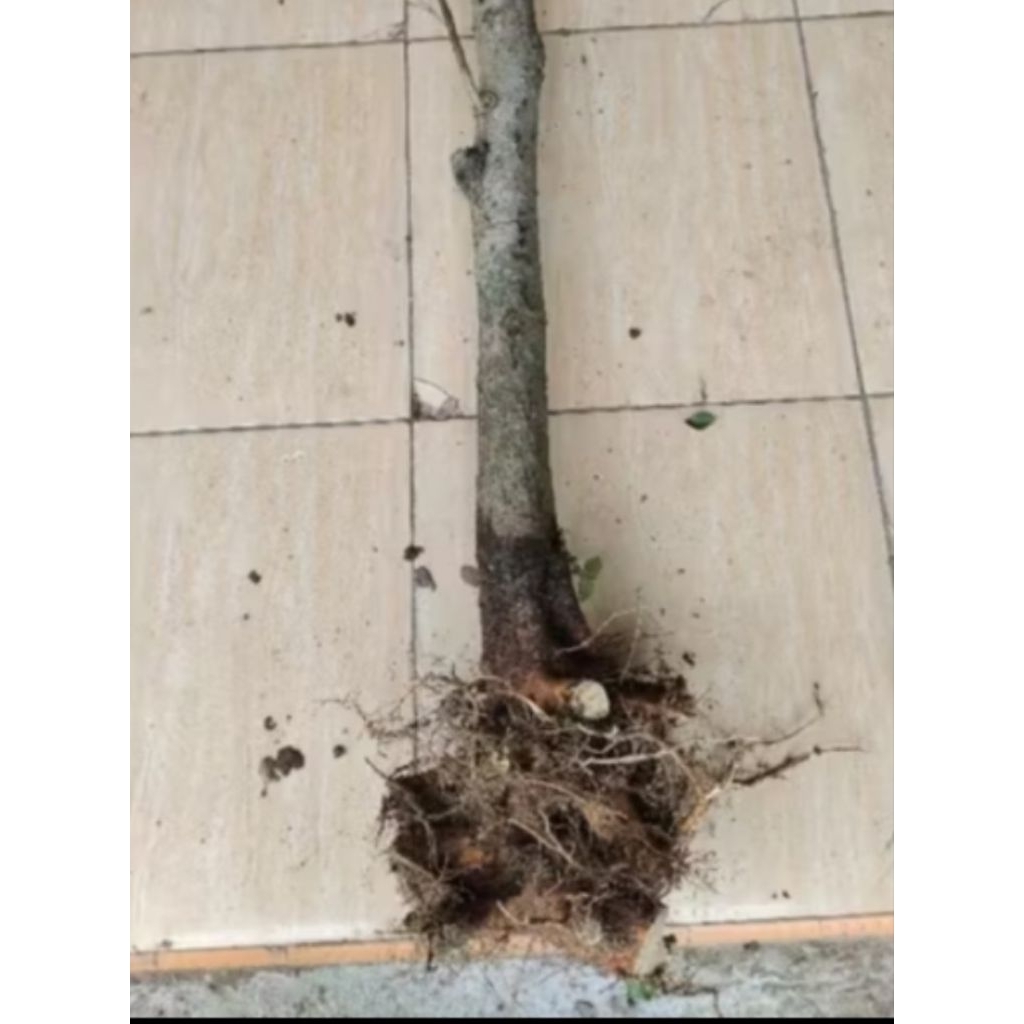 bahan bonsai dongkelan murbei tinggi 80cm berat 5kg