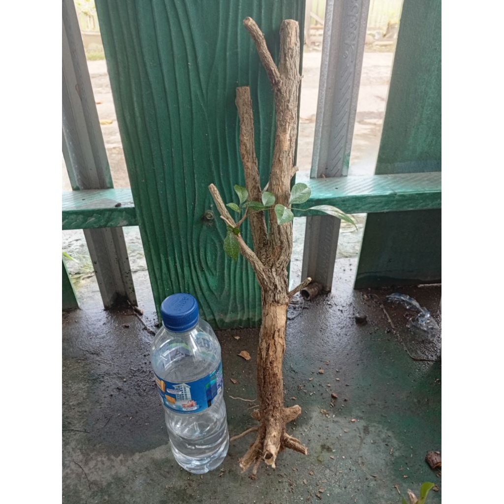 kemuning dongkelan akar batang kemuning lokal bahan bonsai