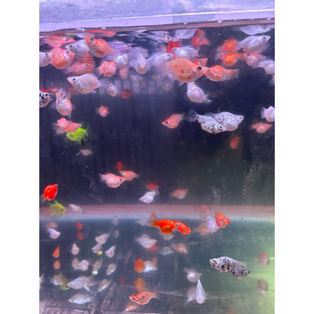 ikan hias molly orange moly balon  molikan aquascape moly golden black