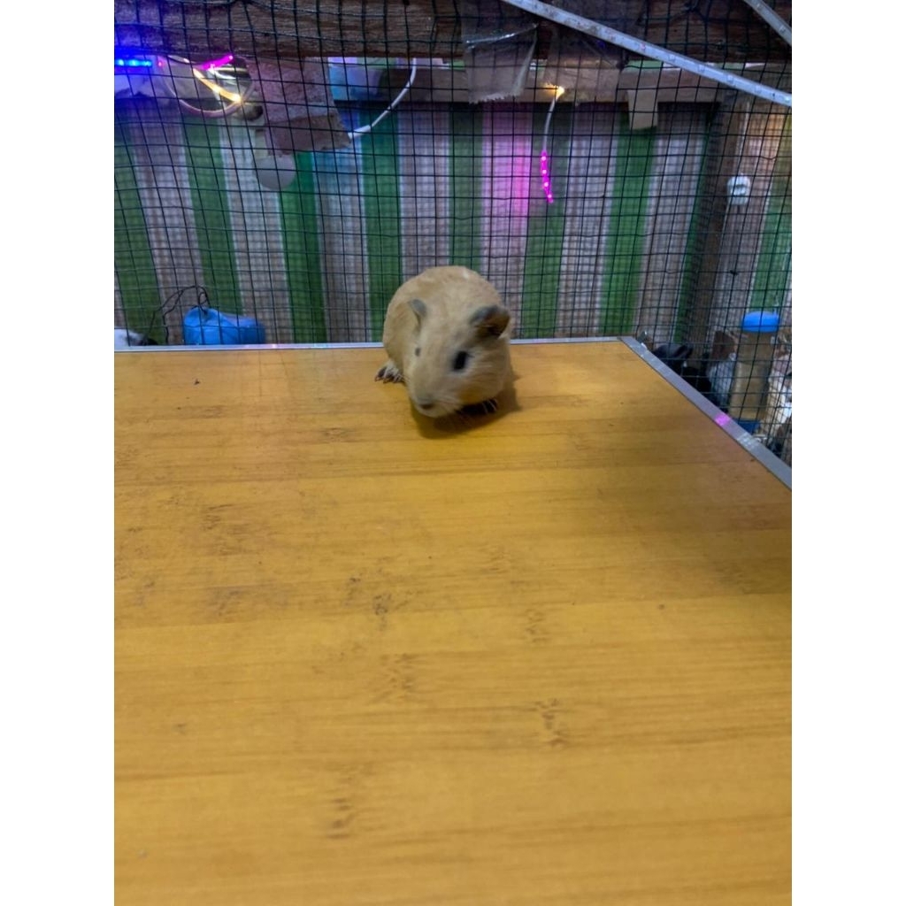 Marmut Hias California-American-Silky 1Bulan