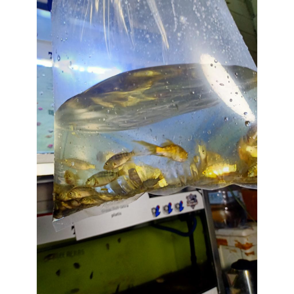 nila kekar grade A ukuran 3-4 paket isi 25ekor