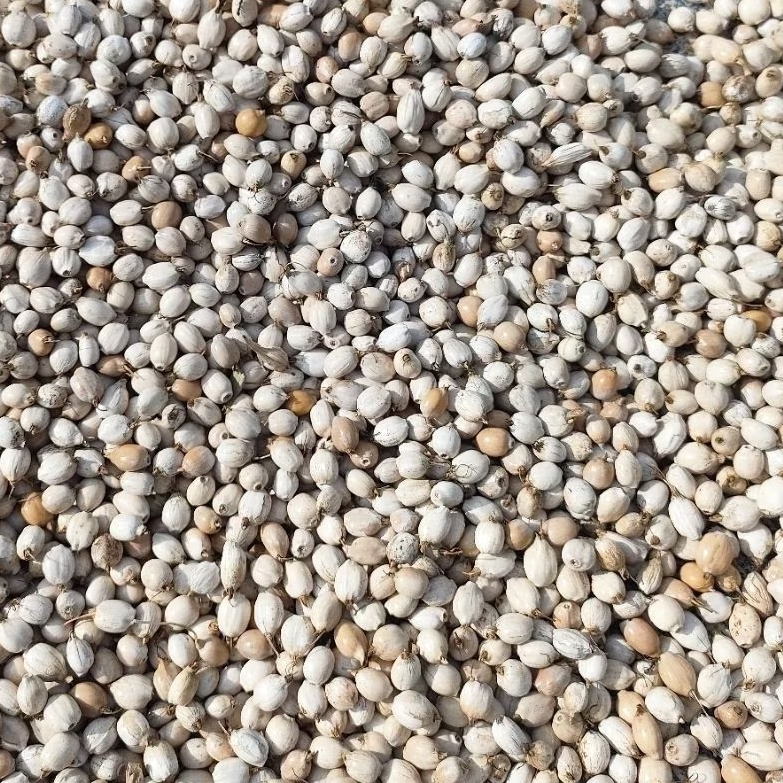 Bibit Hanjeli / Benih Jali Kosumsi