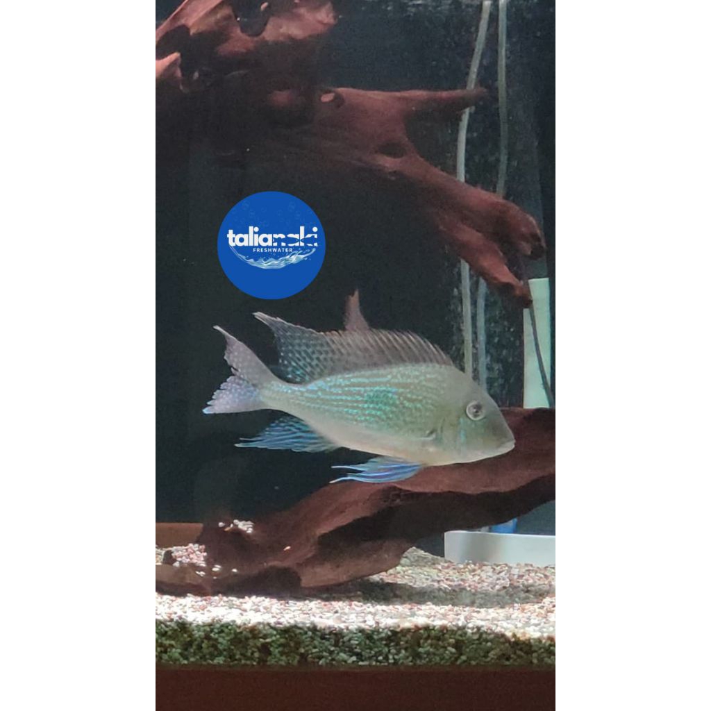 geophagus sveni threadfin 4-6cm