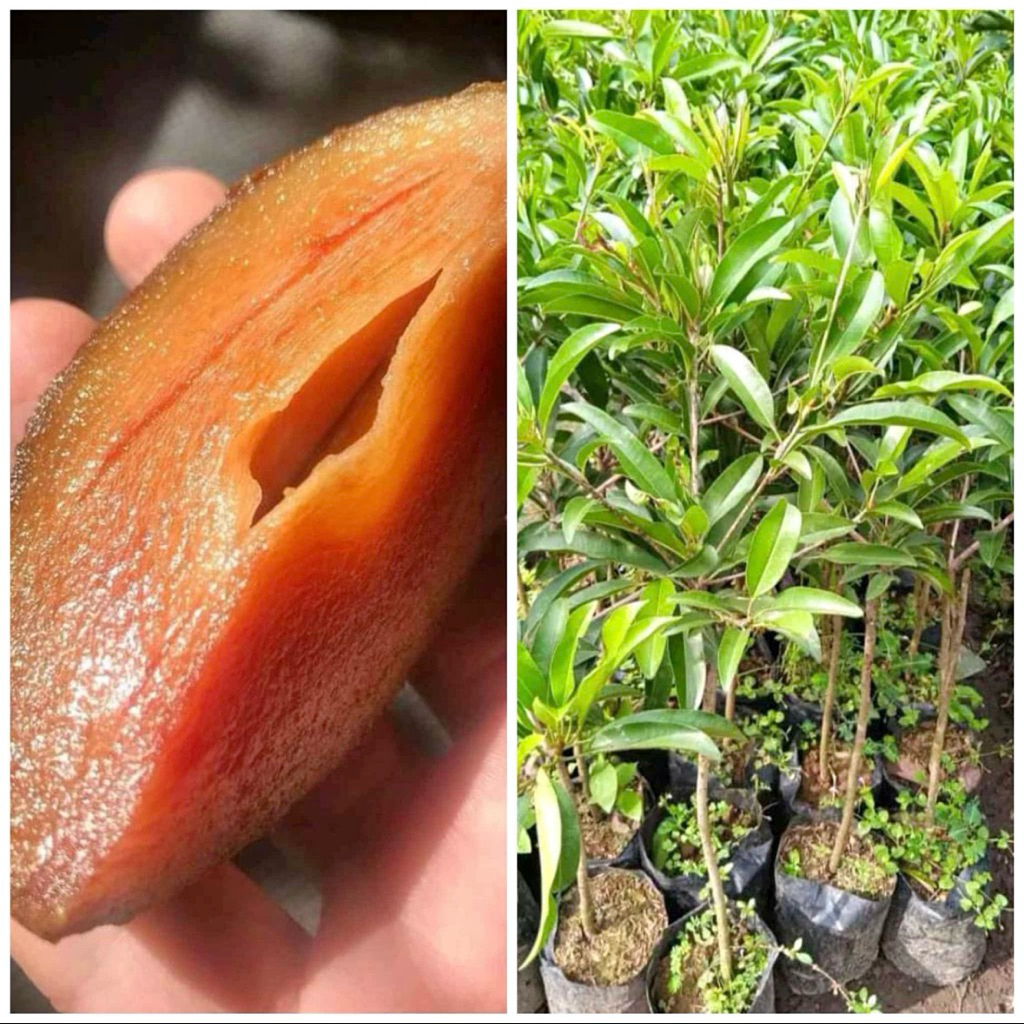 Paket isi 2 Bibit Sawo Timun dan Sawo Jumbo Hasil Okulasi