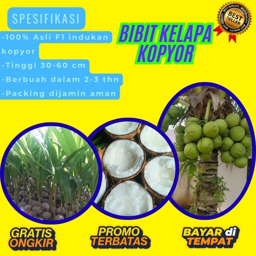 PROMO  Bibit Kelapa Kopyor, Bibit Kelapa Kopyor Asli, Bibit Kelapa Kopyor Bersertifikat