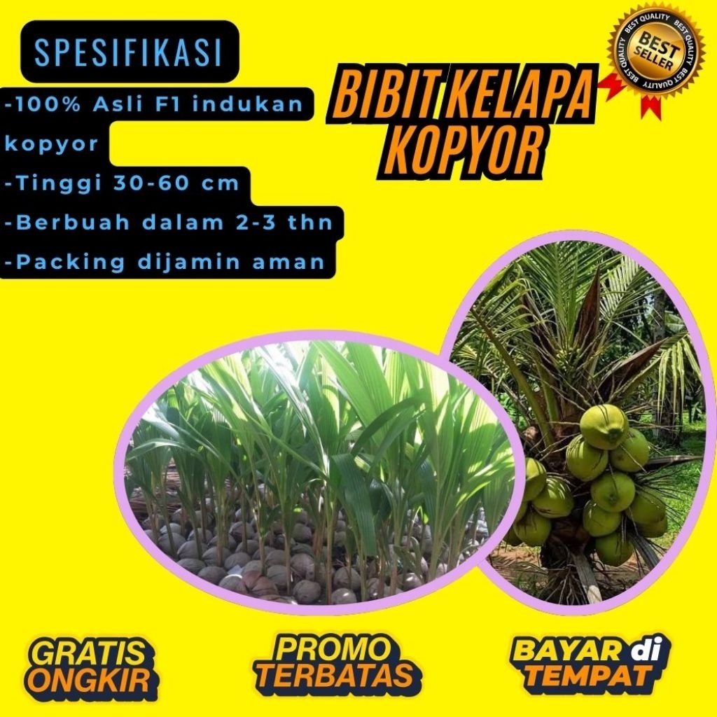 KUALITAS TERBAIK  Bibit Kelapa Kopyor Kultur Jaringan