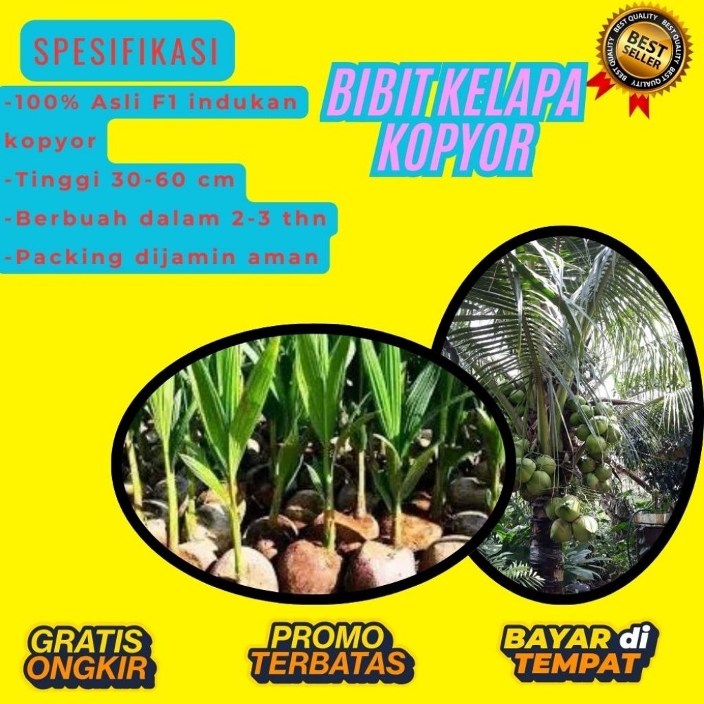TERPERCAYA  Bibit Kelapa Kopyor Trubus