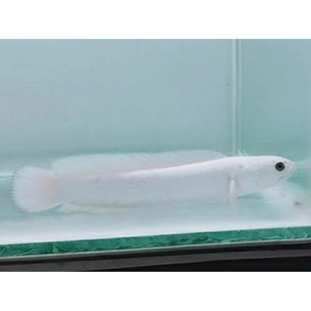 Channa asiatica platinum tiger size 13cm hiasan aquarium