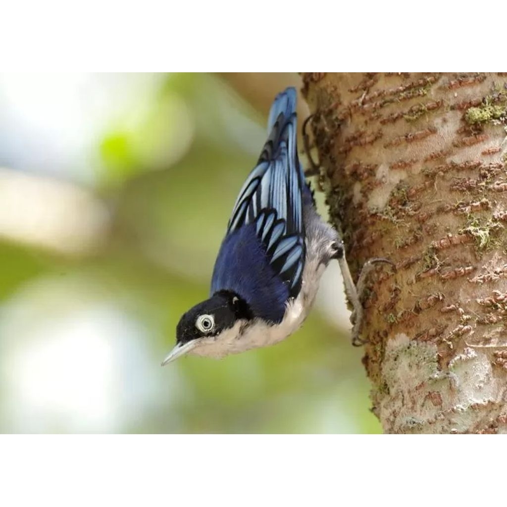 Burung Rambatan doraemon jantan rawatan lama