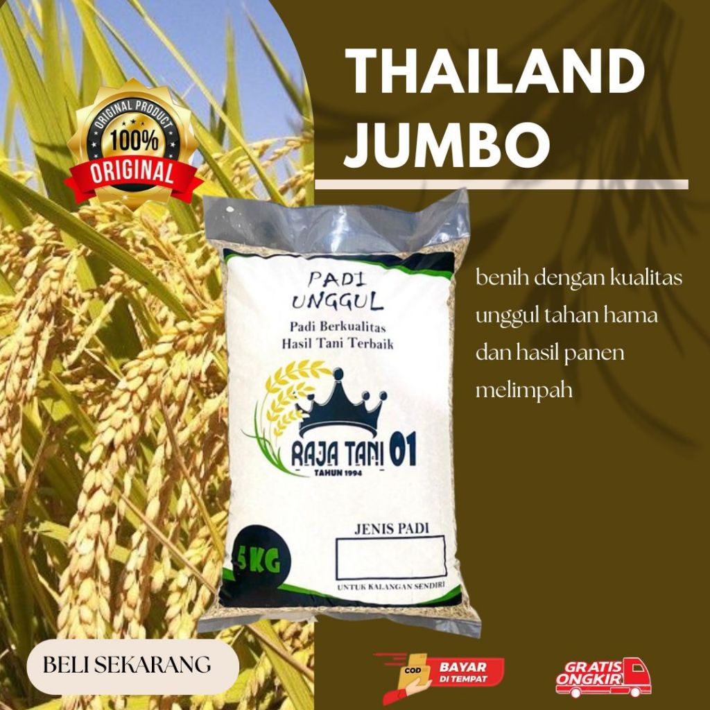 BENIH PADI THAILAND JUMBO SUPER 100% ORIGINAL