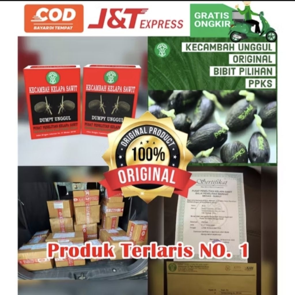 Bibit benih kecambah kelapa sawit DXP PPKS MEDAN isi 250 butir