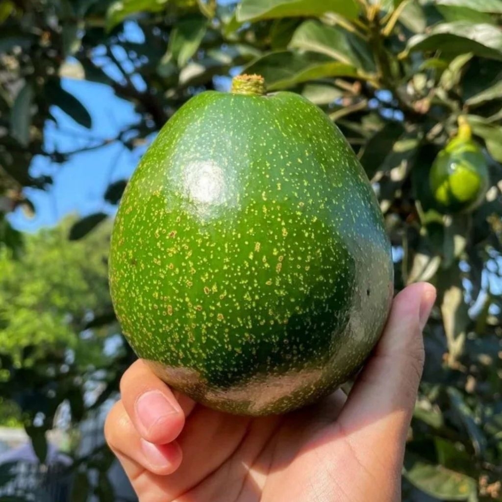 Alpukat mentega alpukat Miki Murah 1 kg 3