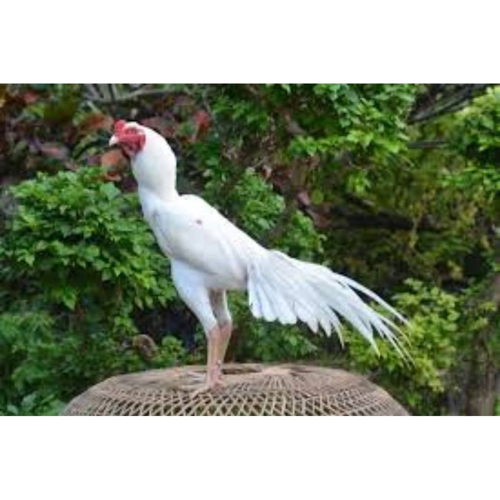 Telur Tetas Ayam Bangkok Ekor Lidi Putih Mulus siap untuk ditetaskan