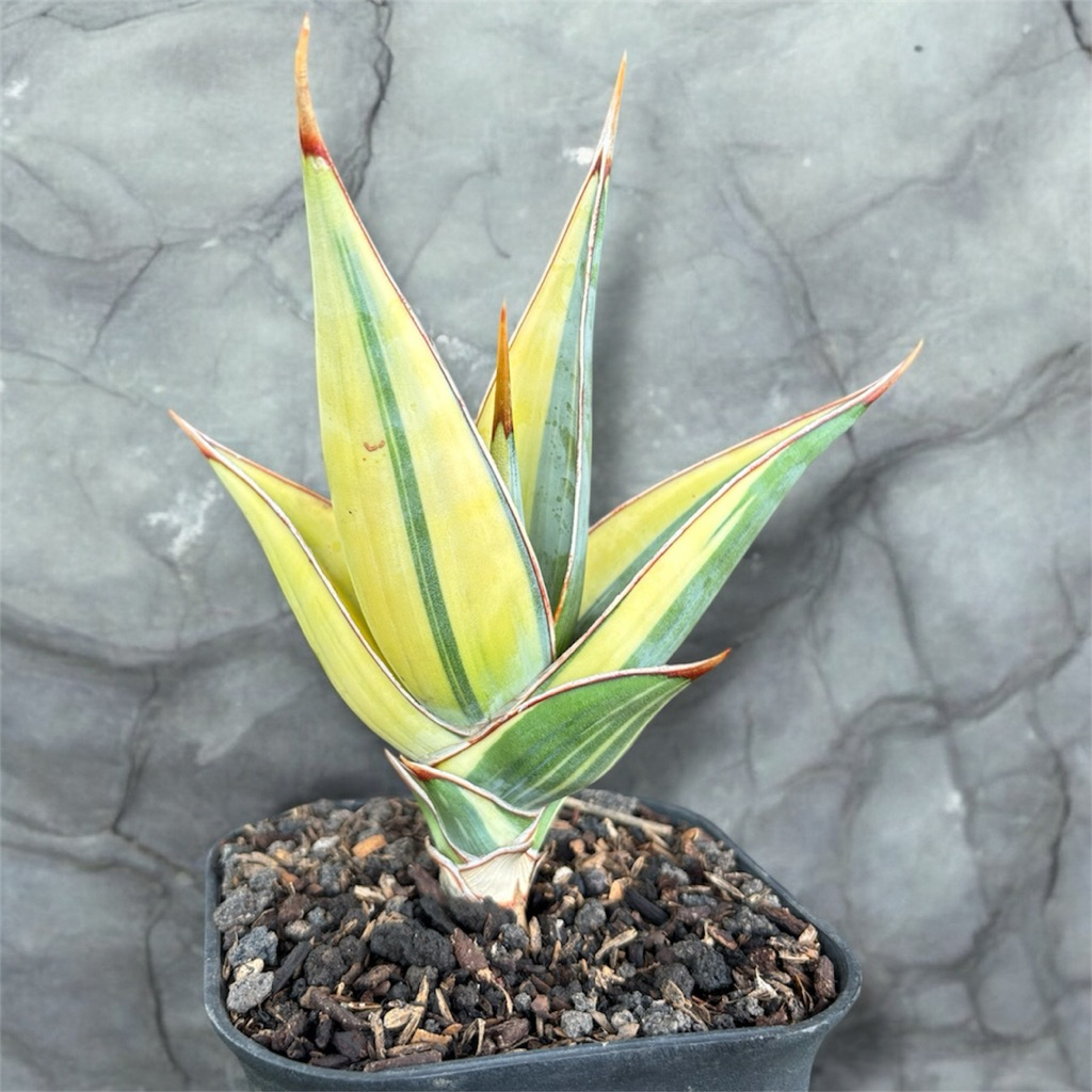 tanaman hias sanseviera PINGUICULA PINGUICULATA PINGWI PINGUI VARIGATA CREAM sansevieria sansevera s