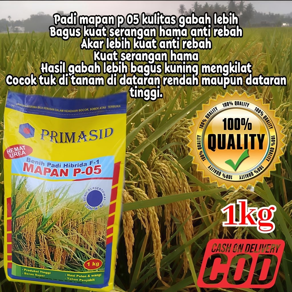 Bibit benih padi Mapan P-05 berkualitas unggul padi kuning bersih kemasan  1kg