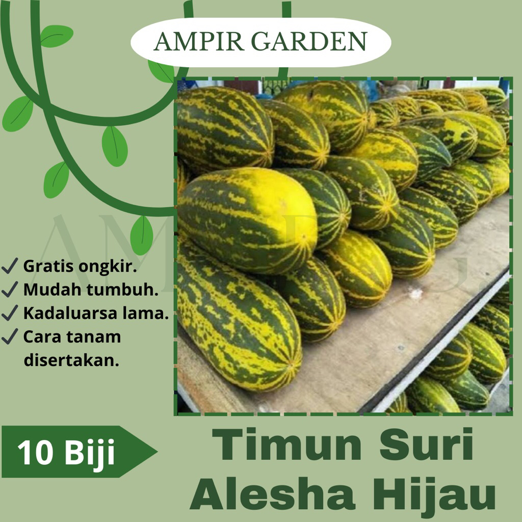 10 Biji Benih Timun Suri ALESHA 21 HIJAU Bibit Benih Tanaman Sayuran Timun Terong