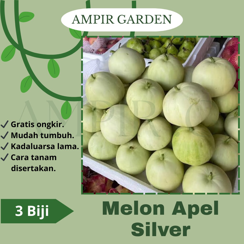 3 Biji Benih MELON APEL SILVER Biji Buah Melon Apel Kecil Manis Melon Unik Tanaman Buah Melon Madu I