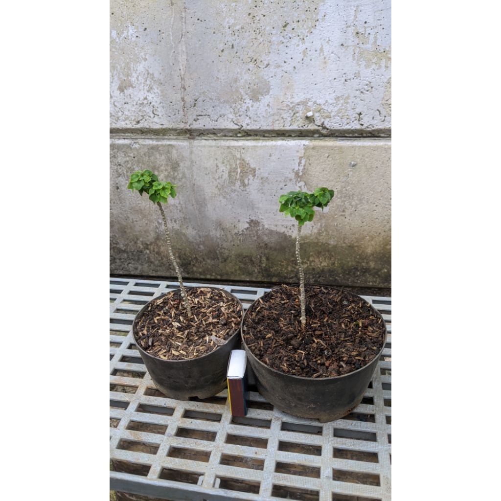 bibit tanaman gmelina philippine | parrots beak