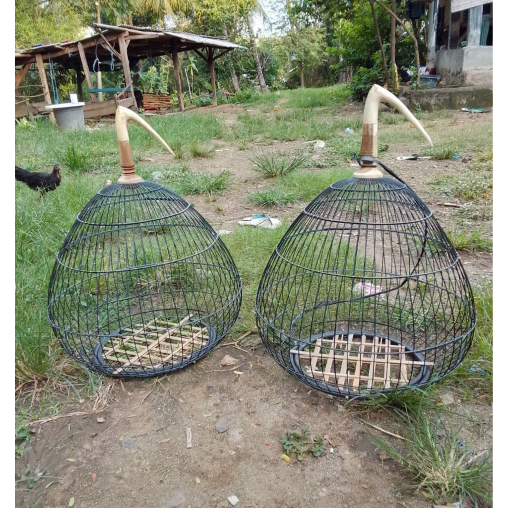 sangkar ayam hutan Hijau khas Lombok