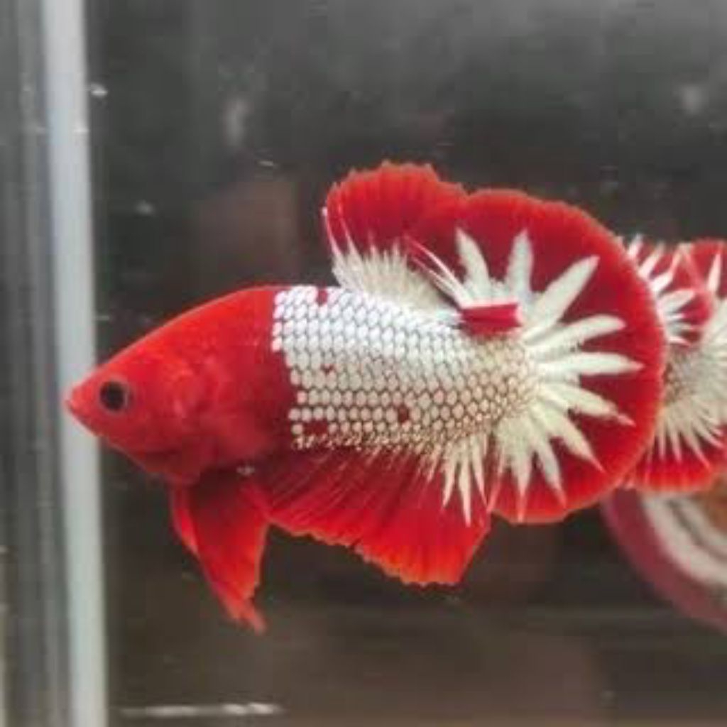 PK FCCP RED TOP GRADE