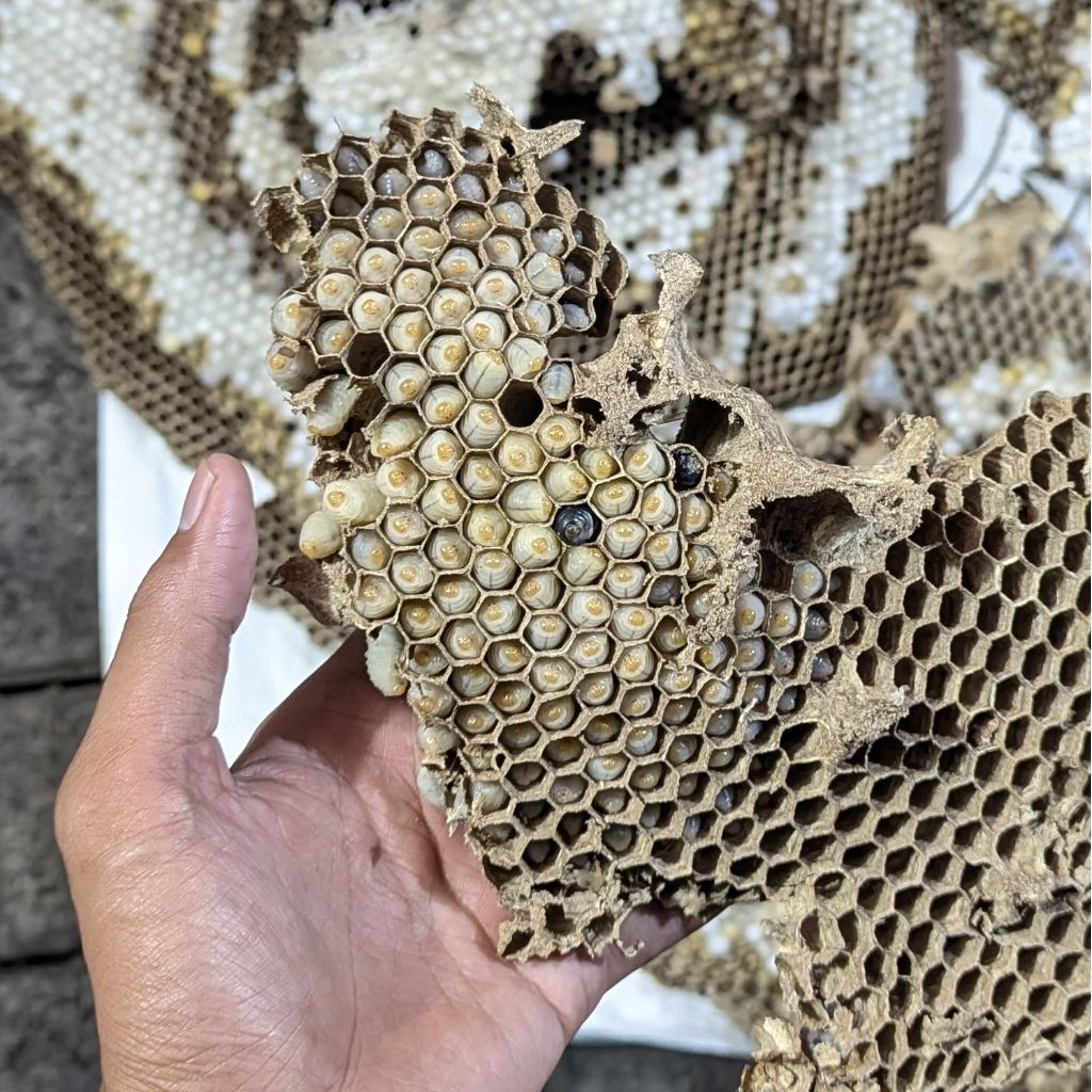 Tolo larva tawon (free ongkir sby sda instan) isi 75 Ekor