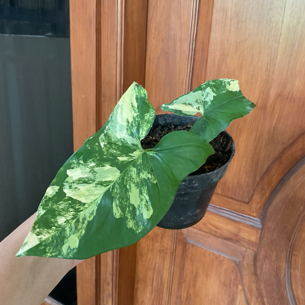 Syngonium yellow variegata || Syngonium aurea varigata kuning