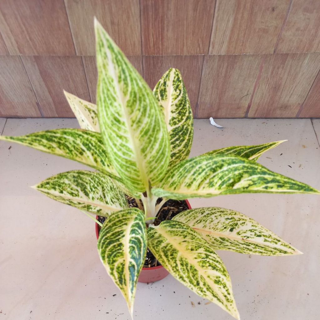 Aglaonema Legacy white