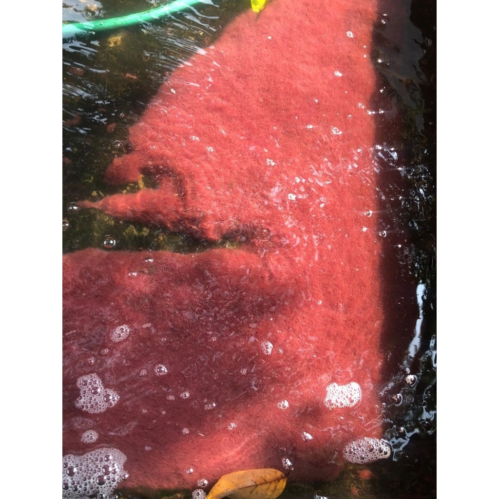 Satu Gayung Cacing Sutra Hidup Segar – Pakan Burayak & Ikan Hias / Same Day Pengiriman Instan