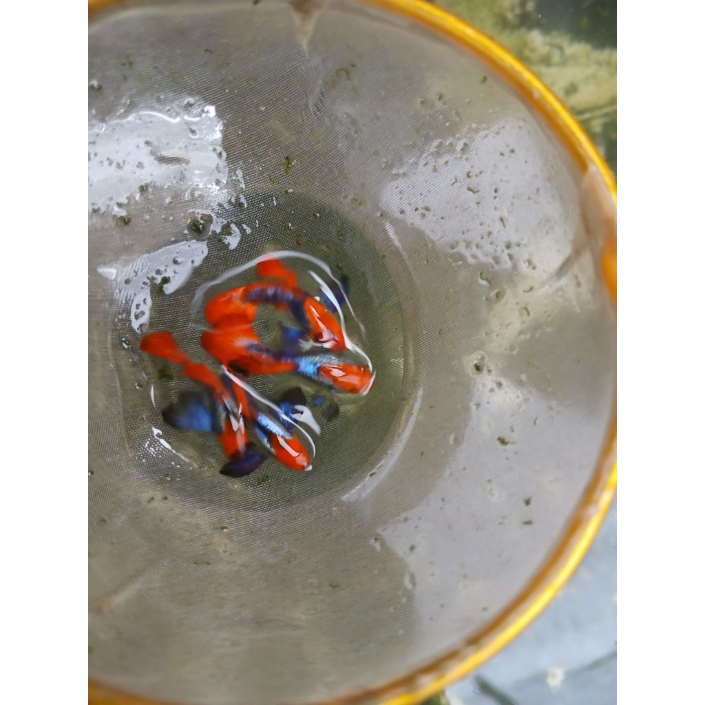 Ikan Guppy PRTDE KOI