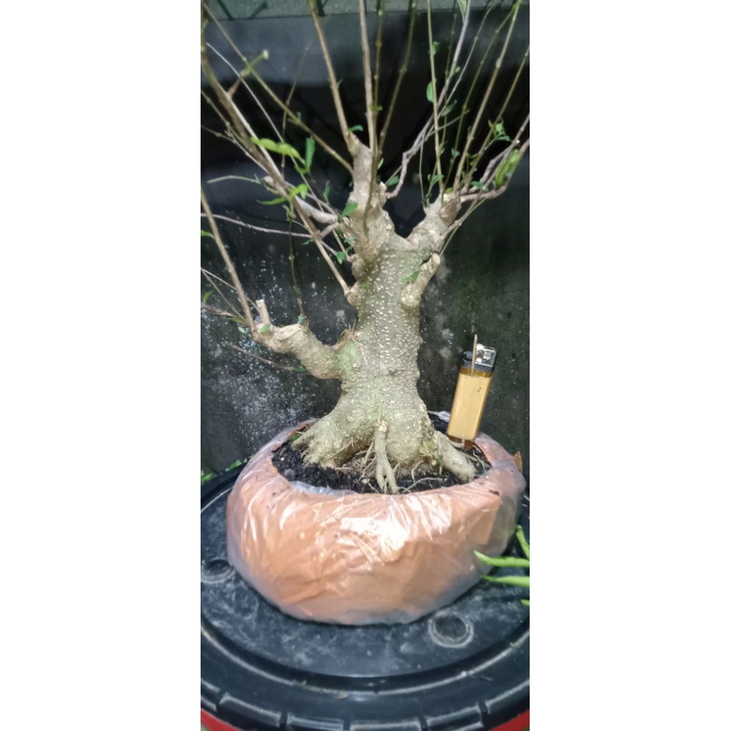 Bahan bonsai anting putri prospek,ekonomis.