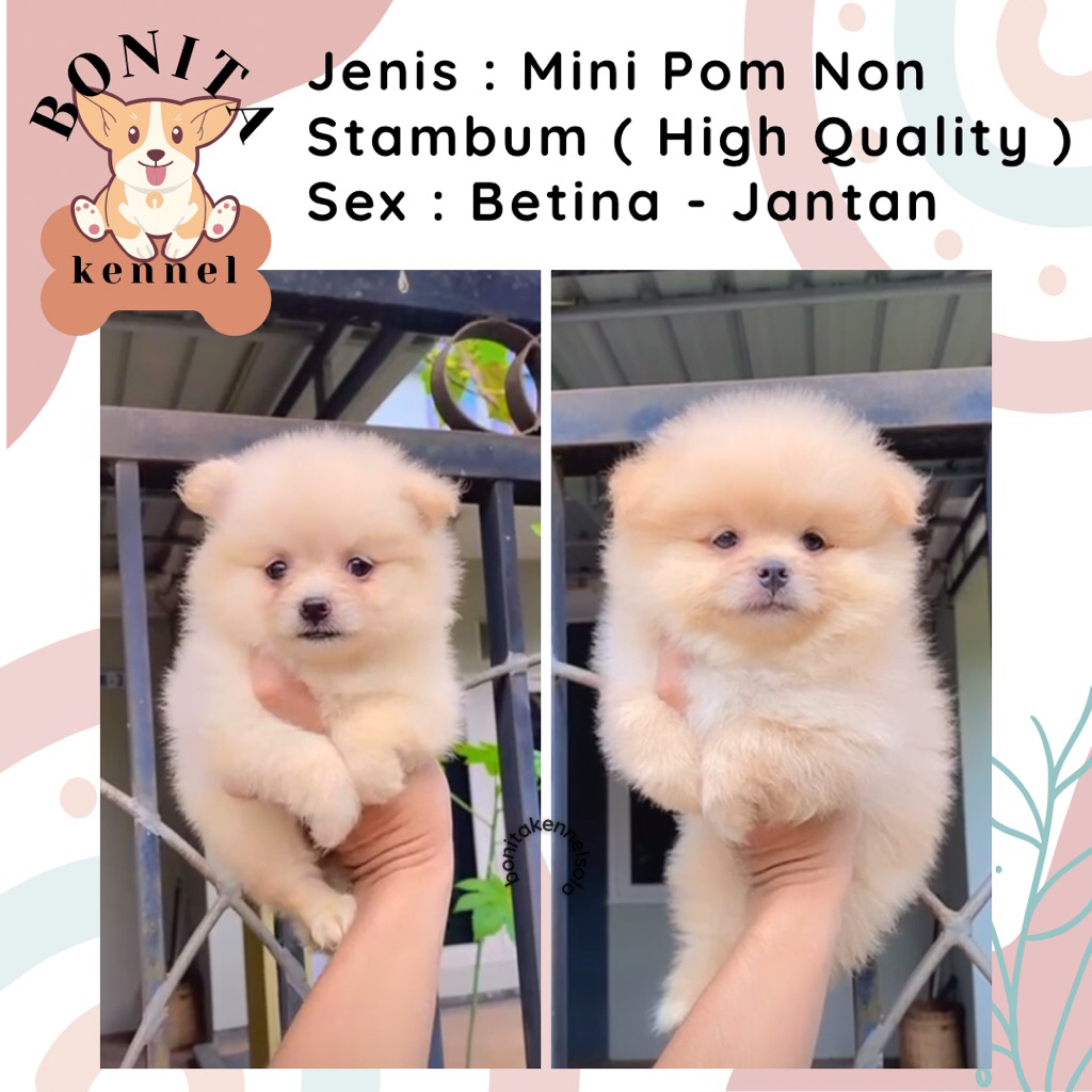 Mini Pomeranian Non Stambum MiniPom Anakan Anjing Mini Pom Jantan Mini Pom Snow White