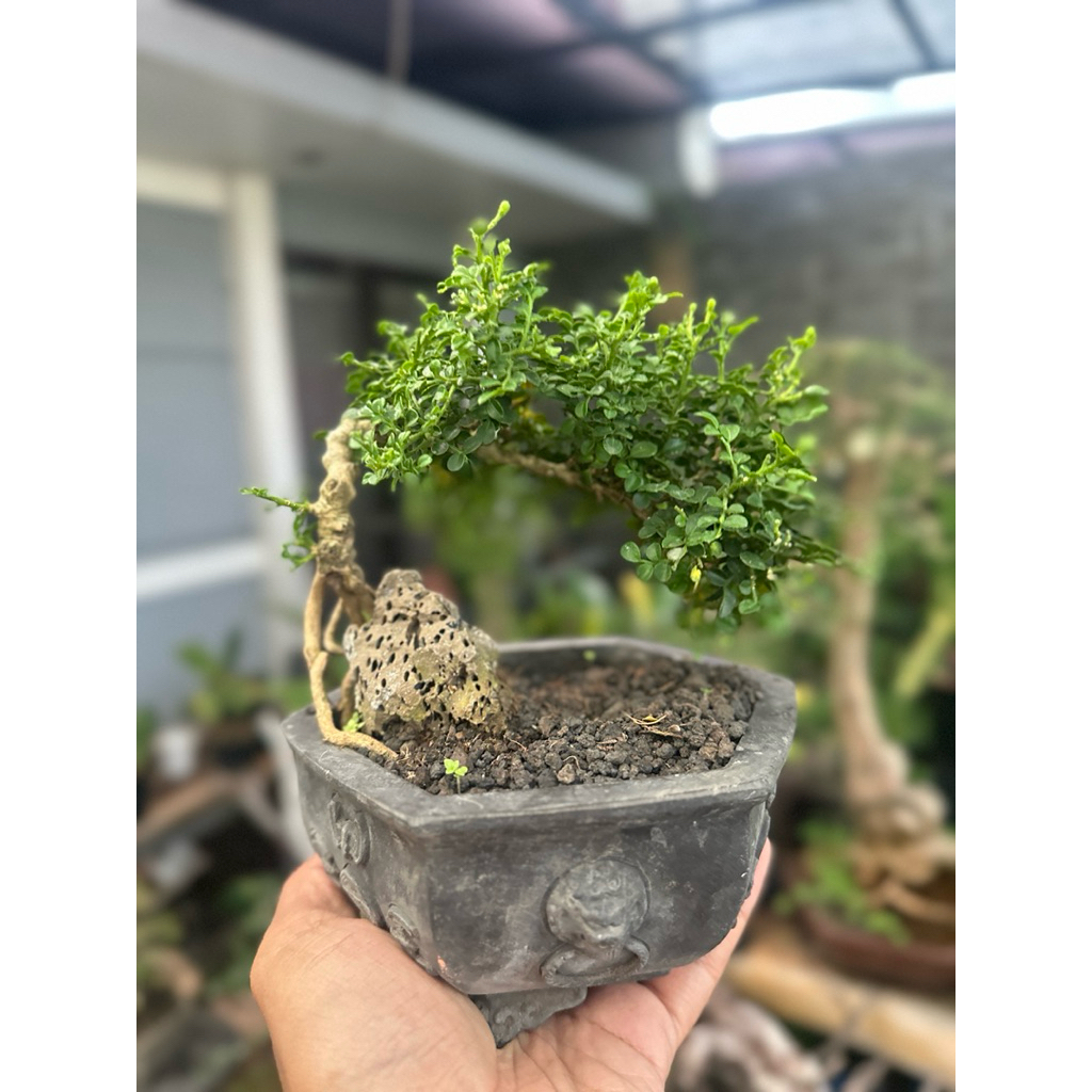 Bonsai Kemuning daun Micro
